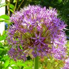 Das Allium