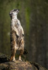 Das allsehende Erdmännchen