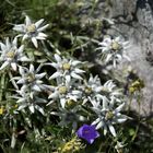 Das Alpen-Edelweiß