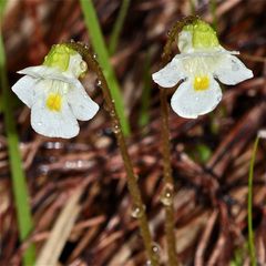 Das Alpen-Fettkraut (Pinguicula alpina)