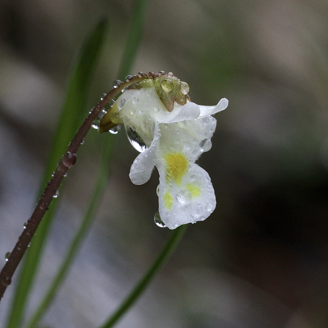 Das Alpen-Fettkraut (Pinguicula alpina) im Regen