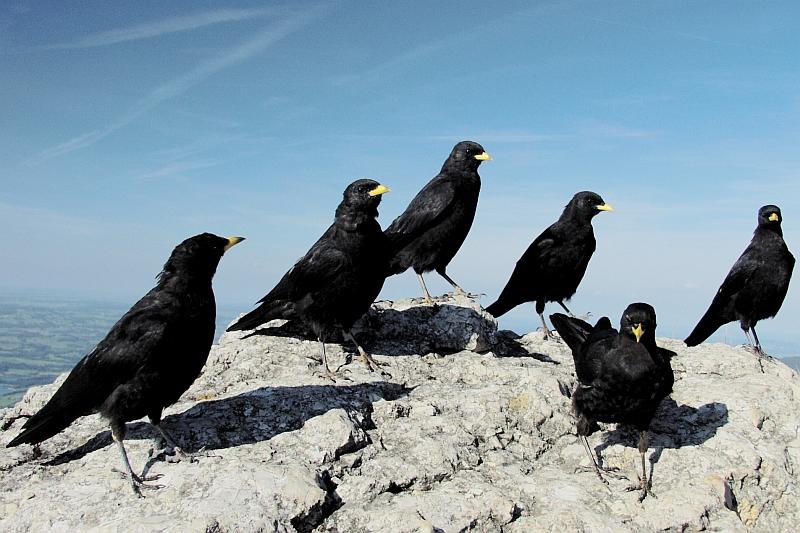 Das Alpendohlensextet vom Branderschofen