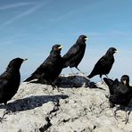 Das Alpendohlensextet vom Branderschofen