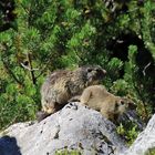 Das Alpenmurmeltier im Rofangebirge. 