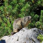 Das Alpenmurmeltier im Rofangebirge.