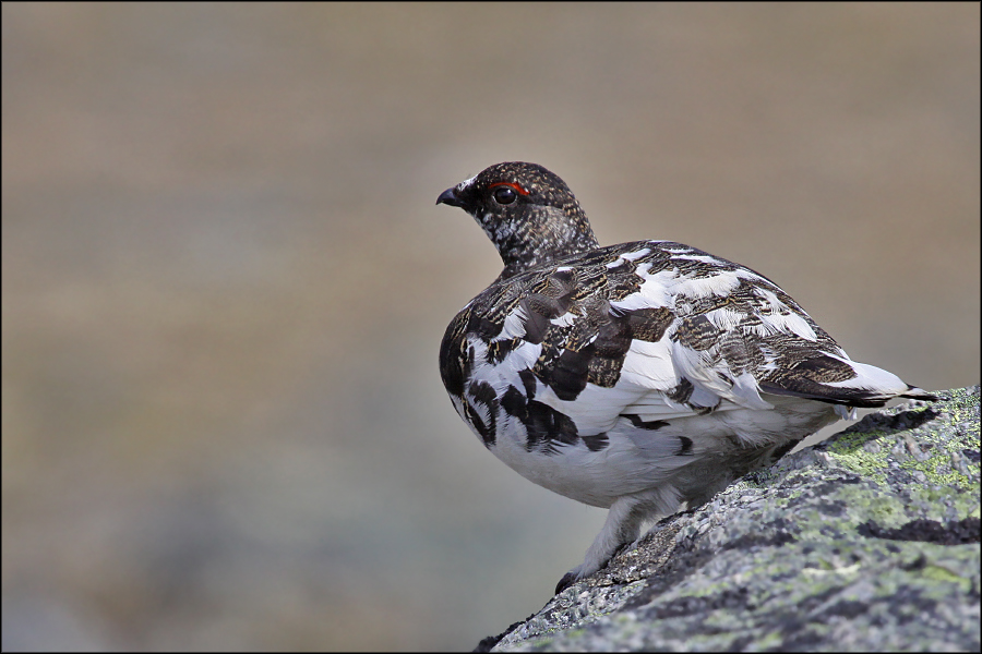 Das Alpenschneehuhn...