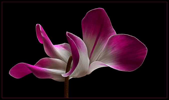 Das Alpenveilchen kann mit einem eleganten Schwung der Blätter begeistern - ( Stacking Bild ) 