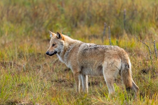 Das Alphamännchen...