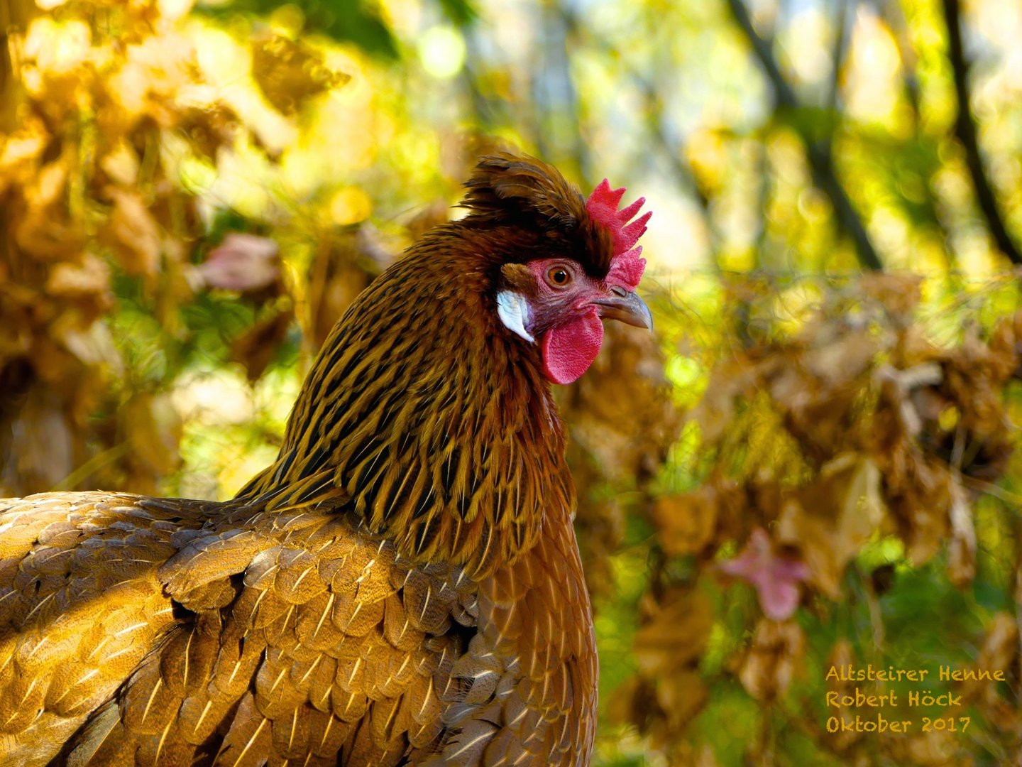 Das Alsteierer Huhn verschmilzt farblich mit dem Herbstlaub - Styrian chicken