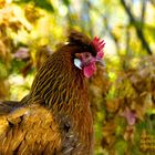 Das Alsteierer Huhn verschmilzt farblich mit dem Herbstlaub - Styrian chicken