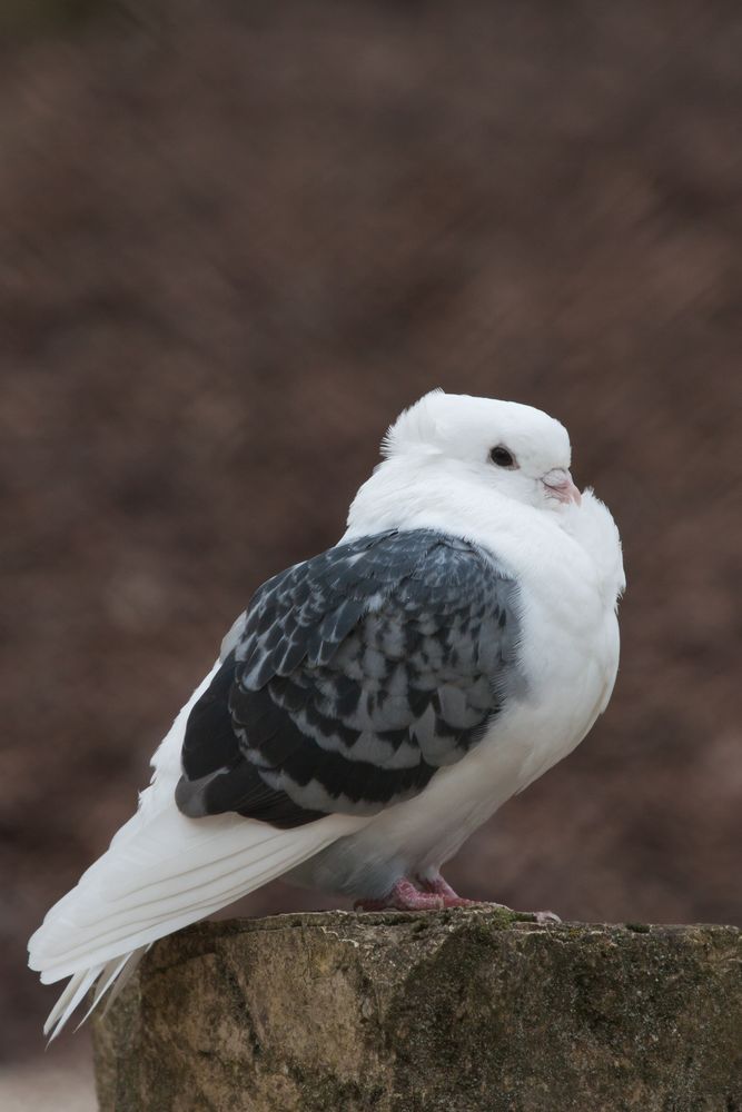 Das altdeutsche Mövchen Foto & Bild tiere, zoo, wildpark & falknerei
