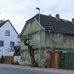 Das alte Haus und der (scheinbar) unverwüstliche Baum 01