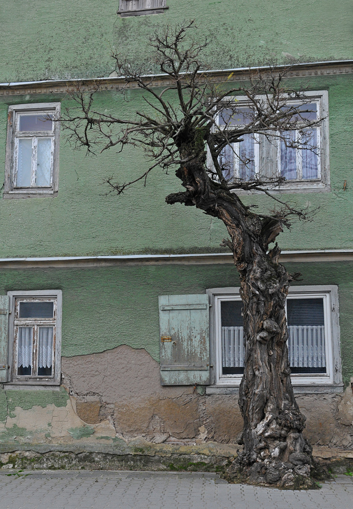 Das alte Haus und der (scheinbar) unverwüstliche Baum 02