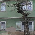 Das alte Haus und der (scheinbar) unverwüstliche Baum 02