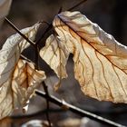 DAS ALTE MUSS (bald) DEM NEUEN WEICHEN  (2)