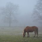 Das alte Pferdchen und der Nebel