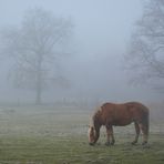 Das alte Pferdchen und der Nebel