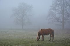 Das alte Pferdchen und der Nebel