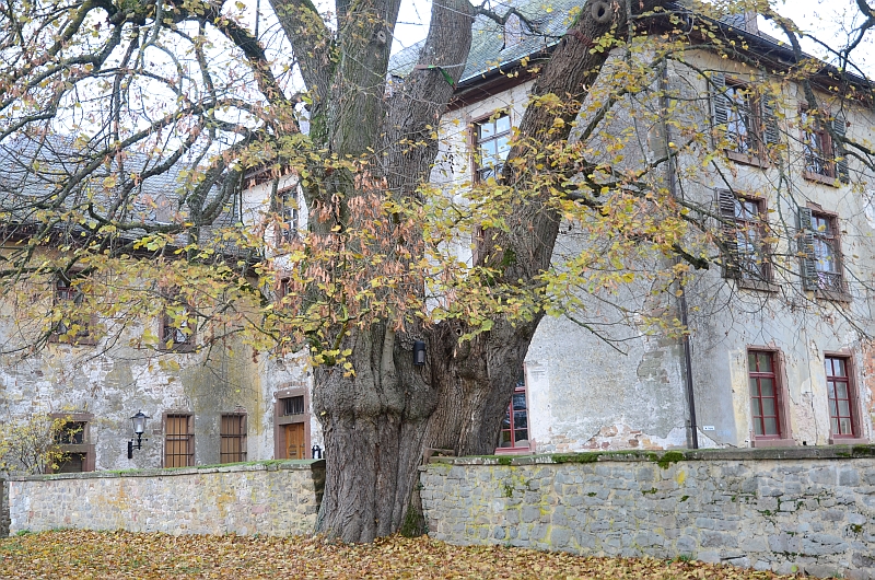 Das alte Schloss und die alte Linde