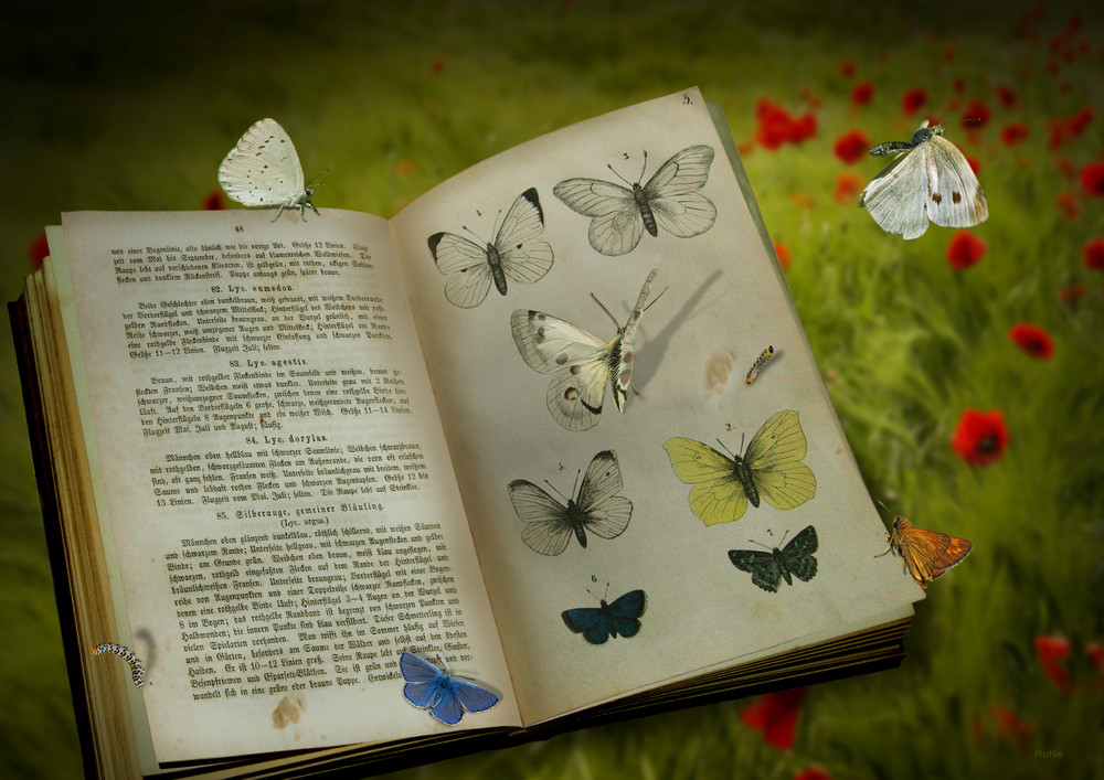 Das alte Schmetterlingsbuch