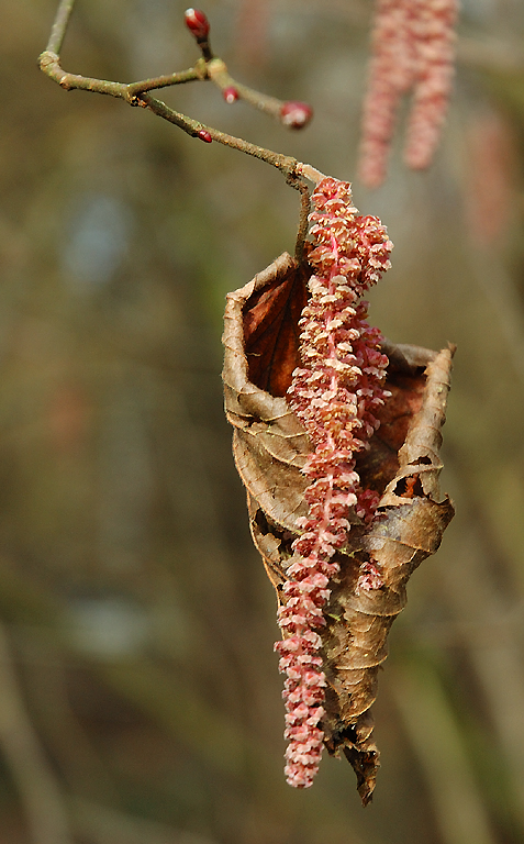 das Alte schützt das Neue..und der Frühling kommt....