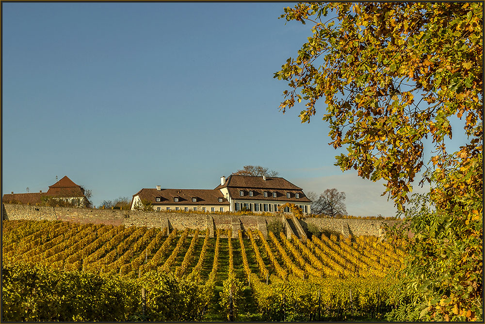 DAS ALTE WEINGUT