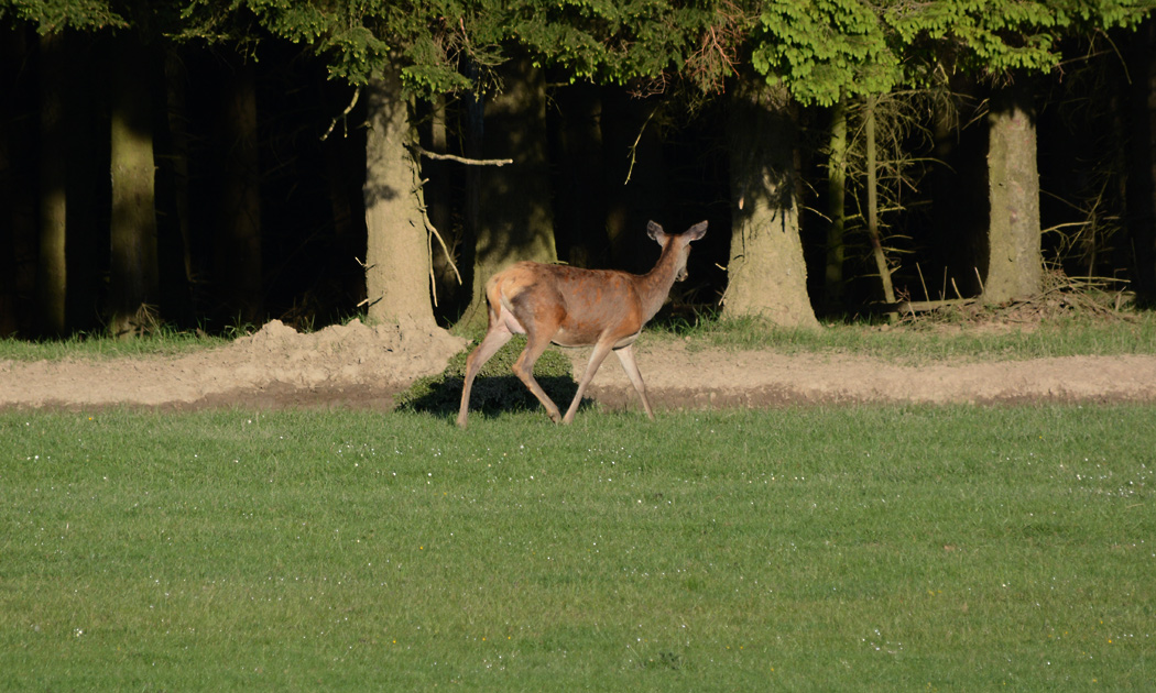 Das Alttier sucht sein Kalb im Wald