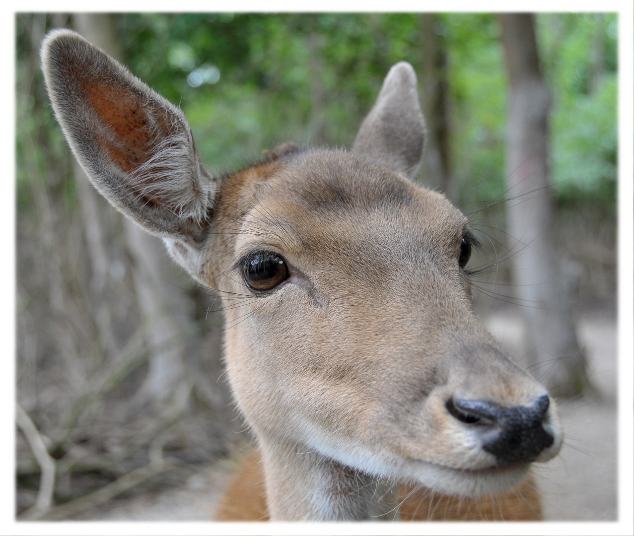 Das am häufigsten in Tierparks gezeigte Tier!