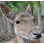 Das am häufigsten in Tierparks gezeigte Tier!