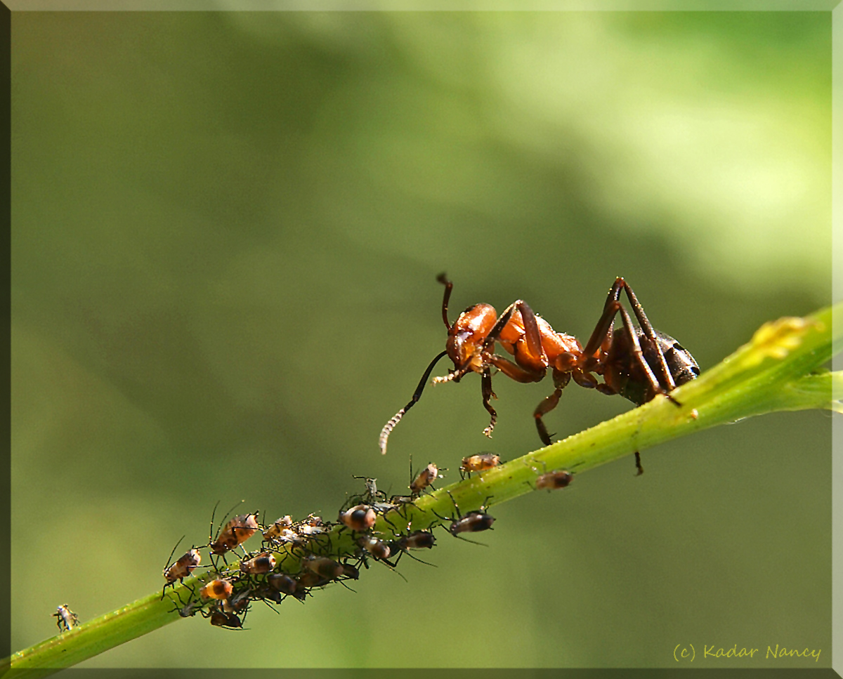 Das Ameisen - Dinner