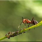 Das Ameisen - Dinner