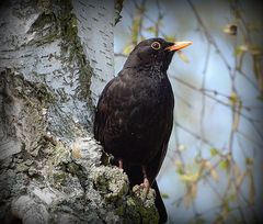 Das Amsel- Männchen ...