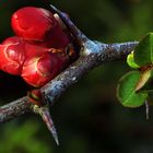 das andere Mittwochsblümchen