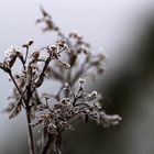 das andere Mittwochsblümchen