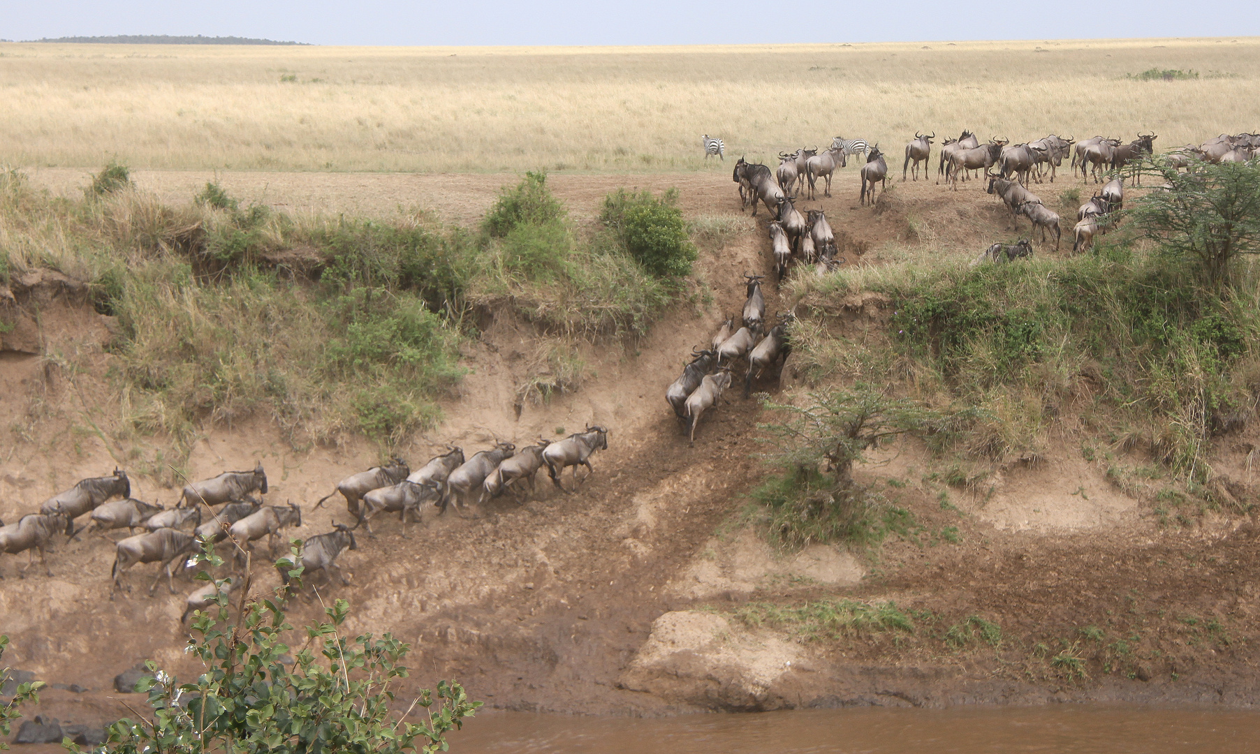 das andere Ufer erreicht nach Durchquerung des  Mara Rivers bei der Migration