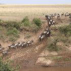 das andere Ufer erreicht nach Durchquerung des  Mara Rivers bei der Migration