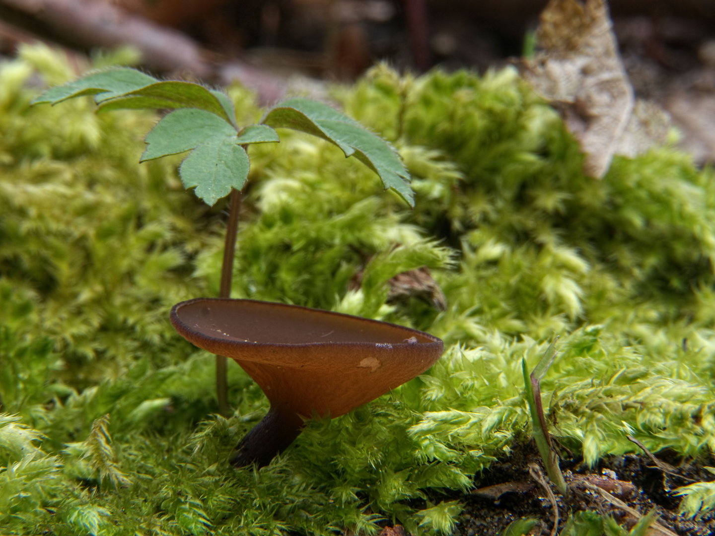 das Anemonenblatt als Schirmchen