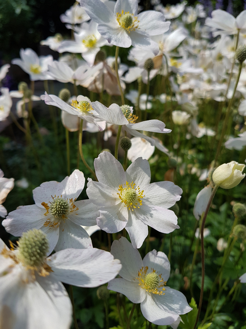 Das Anemonenfeld