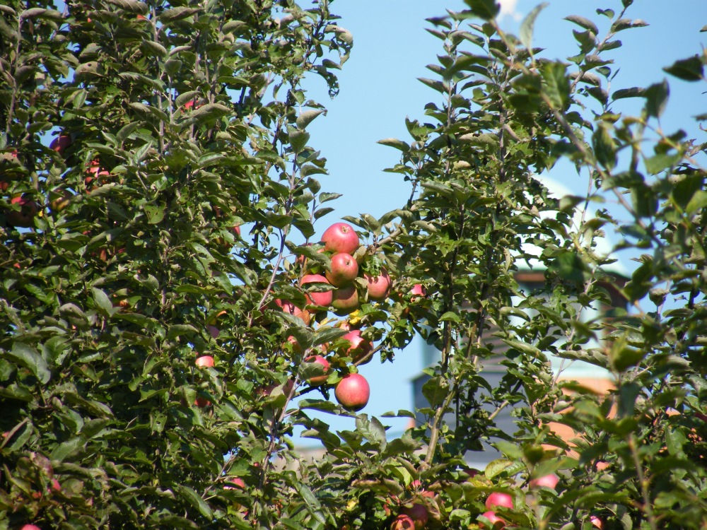Das Apfeljahr