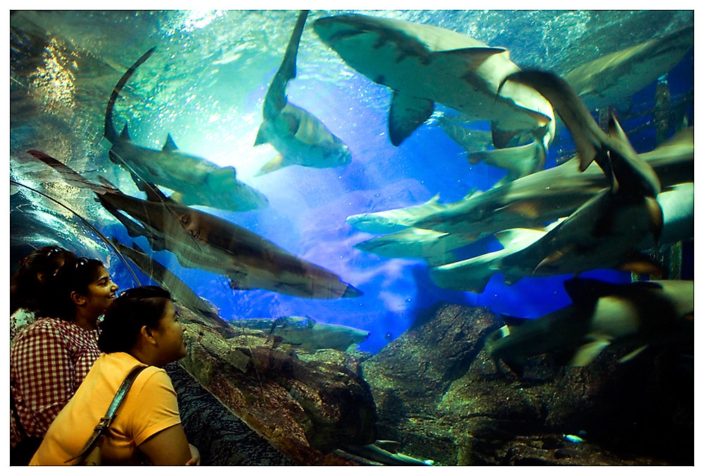 Das Aquarium auf der Insel Sentosa ...