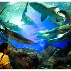 Das Aquarium auf der Insel Sentosa ...
