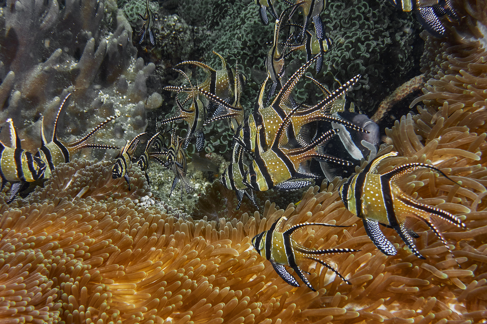 das Aquarium im Meer