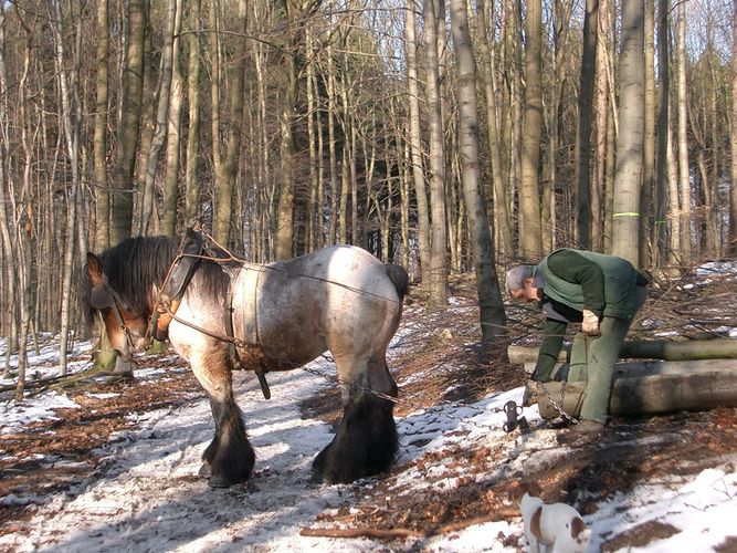 Das Arbeitspferd im Wald, Rückepferd