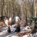 Das Arbeitspferd im Wald, Rückepferd