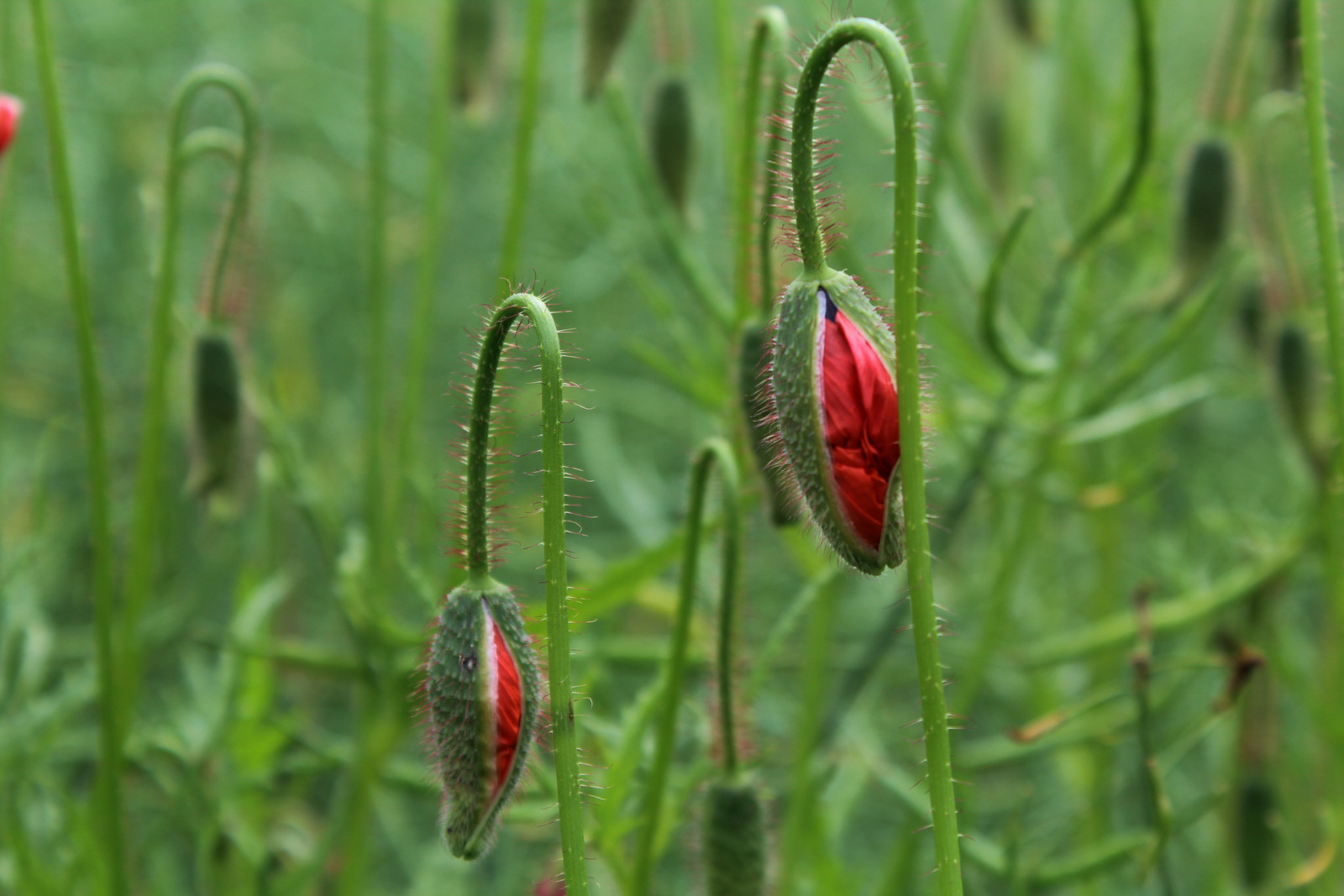 Das aufbrechen der Blüte...