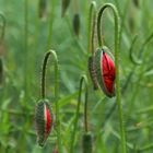 Das aufbrechen der Blüte...