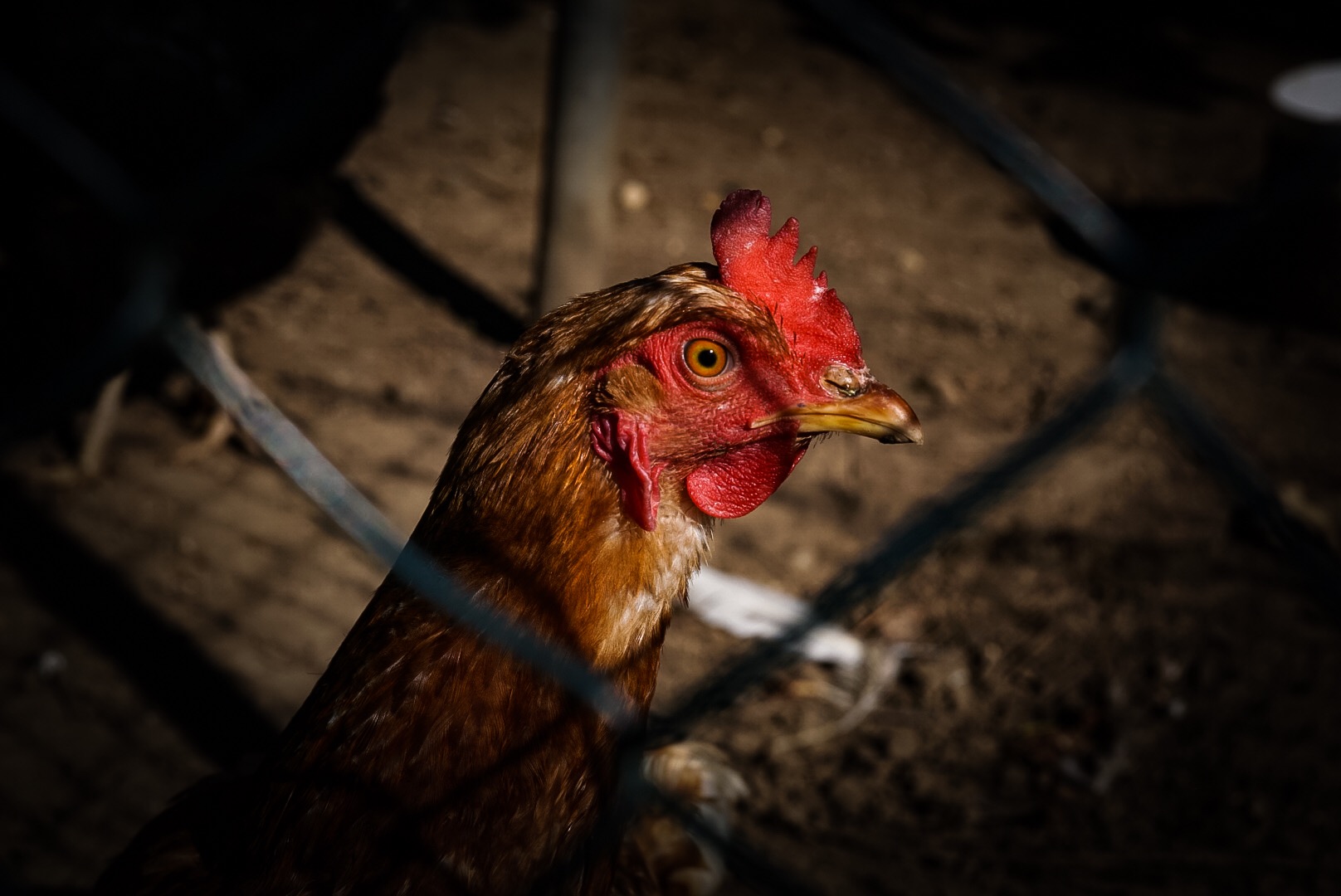 Das aufdringliche Huhn