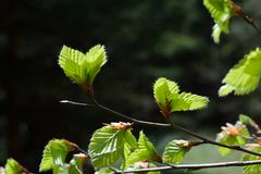 Das Aufwachen der Natur