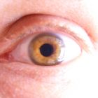 das Auge 1