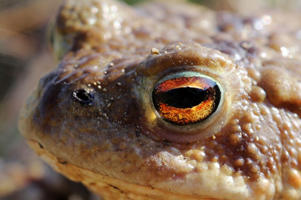 Das Auge Foto & Bild | tiere, wildlife, amphibien & reptilien Bilder ...